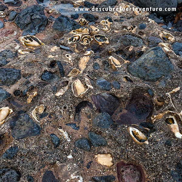 YACIMIENTO PALEONTOLÓGICO DE MATAS BLANCAS. - DESCUBRE FUERTEVENTURA