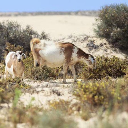 Dunas de Corralejo: Un paraíso natural en Fuerteventura