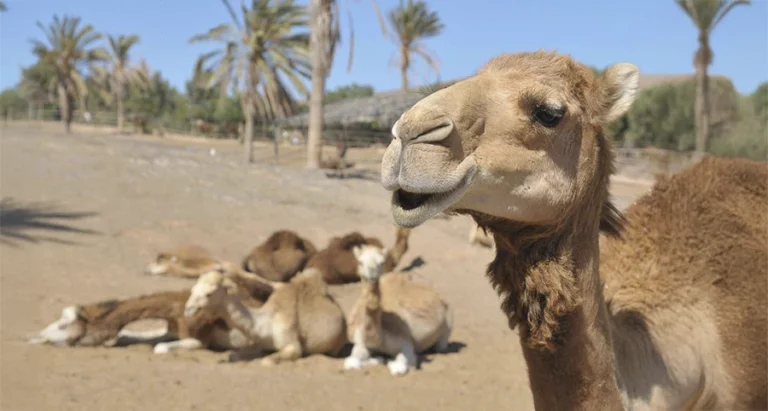 Visita al Oasis Wildlife Fuerteventura