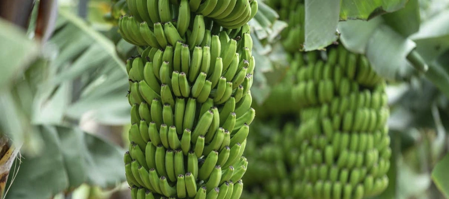 Visita Guiada por el Mundo del Plátano en Arucas: Finca, Museo y Degustación