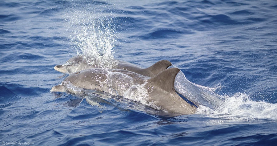 Avistamiento en catamarán: delfines y ballenas (Puerto Calero)