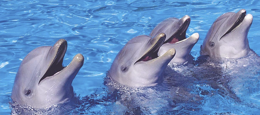 Entrada a Palmitos Park: Delfines, Aves Exóticas, Rapaces y Fauna Subtropical