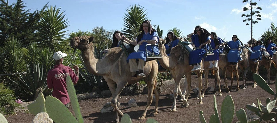 Ruta en Camello por El Tanque: Paisajes y Tradiciones Canarias
