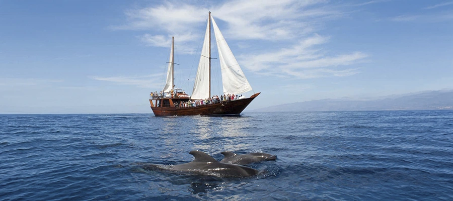 Paseo en Goleta: Los Gigantes y el Santuario de Ballenas