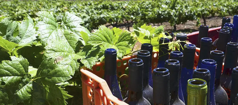 Tour Gastronómico: Vinos y Paisajes del Sur de Tenerife