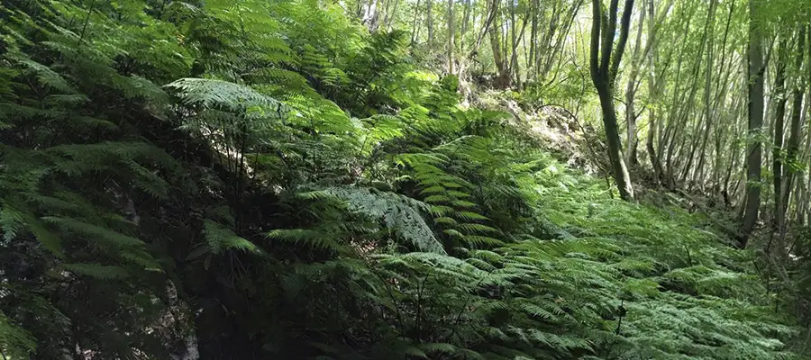 Caminata por el Cubo de la Galga y el Bosque Encantado